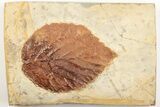 Fossil Leaf (Beringiaphyllum) - Montana #203554-1
